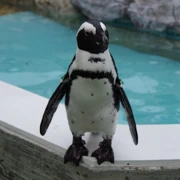 水族館內既企鵝。