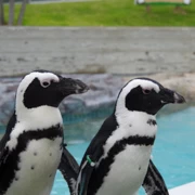 水族館內既企鵝。