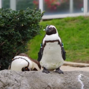 水族館內既企鵝。