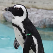 水族館內既企鵝。