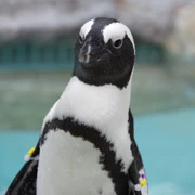 水族館內既企鵝。