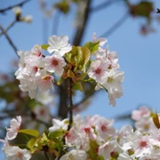 大濠公園既櫻花。