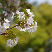 大濠公園既櫻花。