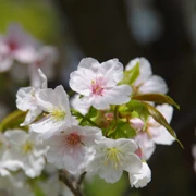 大濠公園既櫻花。