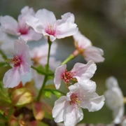 大濠公園既櫻花。