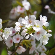 大濠公園既櫻花。