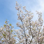 大濠公園既櫻花。