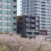 大濠公園既櫻花。