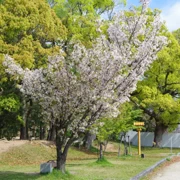 大濠公園既櫻花。