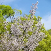 大濠公園既櫻花。