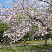 大濠公園既櫻花。