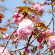 大濠公園既櫻花。