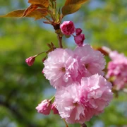 大濠公園既櫻花。