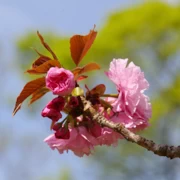 大濠公園既櫻花。