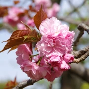 大濠公園既櫻花。