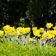 大濠公園既花卉。