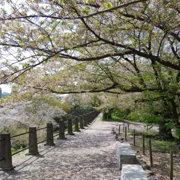 舞鶴公園既櫻花。