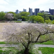 舞鶴公園既櫻花。