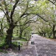 舞鶴公園既櫻花。