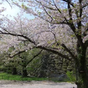 舞鶴公園既櫻花。