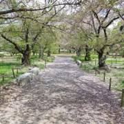 舞鶴公園既櫻花。