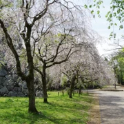 舞鶴公園既櫻花。