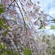 舞鶴公園既櫻花。