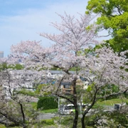 舞鶴公園既櫻花。