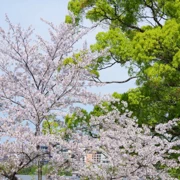 舞鶴公園既櫻花。