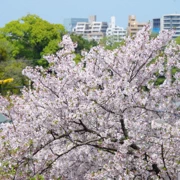 舞鶴公園既櫻花。