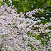 舞鶴公園既櫻花。