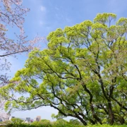 舞鶴公園既櫻花。