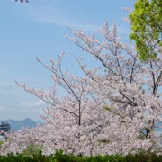 舞鶴公園既櫻花。