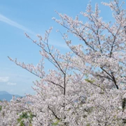 舞鶴公園既櫻花。