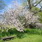 舞鶴公園既櫻花。