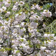 舞鶴公園既櫻花。