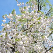 舞鶴公園既櫻花。