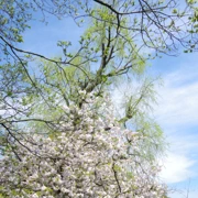 舞鶴公園既櫻花。