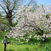 舞鶴公園既櫻花。