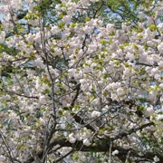 舞鶴公園既櫻花。