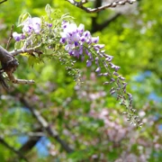 紫藤花。