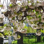 舞鶴公園既櫻花。