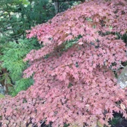 路上遇到既紅葉。