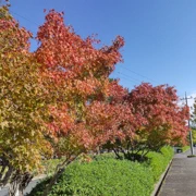 砂川公園內既紅葉。