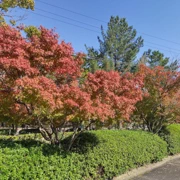 砂川公園內既紅葉。