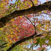 後樂園內既紅葉。