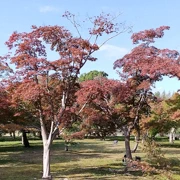 岡山後樂園內。