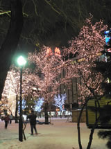 過多半個月，這裡的大通公園，就是每年札幌雪祭的地點‧‧‧