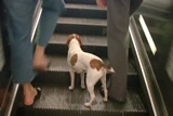 看來，也是時候為小狗狗在電梯上加條扶手。