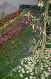 花卉展覽‧2005